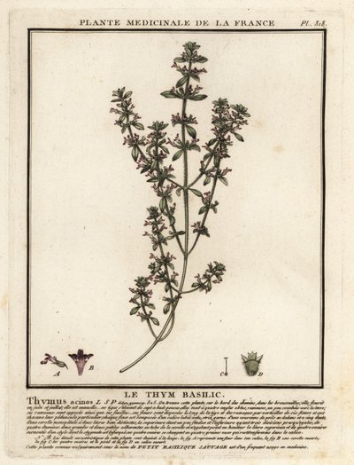 Fesleğen, kekik ve Clinopodium üzümleri. by Unbekannter Künstler