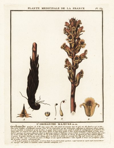 karyola süpürgesi; Orobanche caryophyllacea. by Unbekannter Künstler
