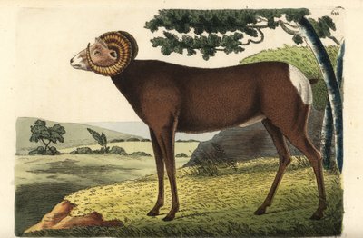 Bighorn koyunu ya da Kanada koyunu. Ovis canadensis. Richard Polydore Nodder tarafından çizilmiş ve oyulmuş illüstrasyon. George Shaw ve Frederick Nodder