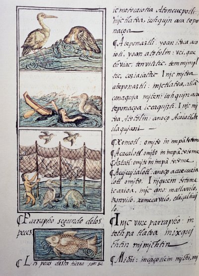 Gölün kuş avı, Florentine Codex