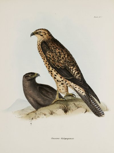 Yırtıcı kuşlar, Galapagos Adaları, c 1832-1836 by Unbekannt