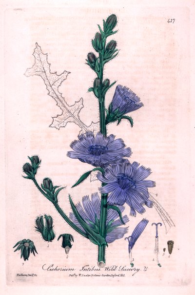 Acı Hindiba (Cichorium intybus) William Baxter ve Charles Mathews