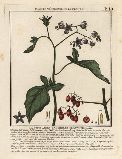 Acı tatlı itüzümü, Solanum dulcamara. by Unbekannter Künstler