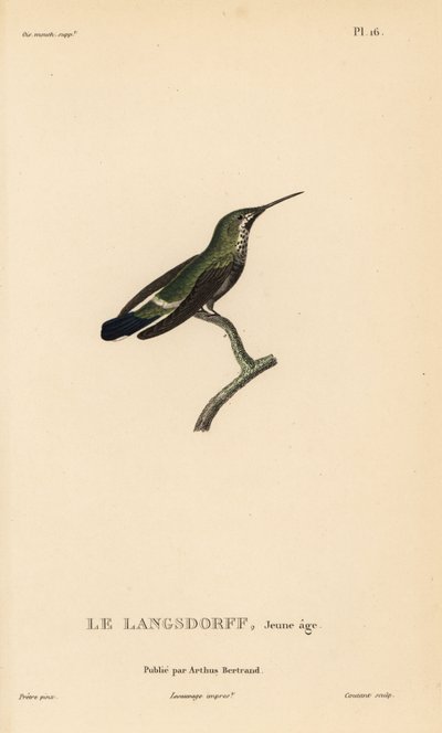 Kara karınlı dik kuyruk, Discosura langsdorffi (Ornismya langsdorfii). Olgunlaşmamış. Jean-Gabriel Pretre