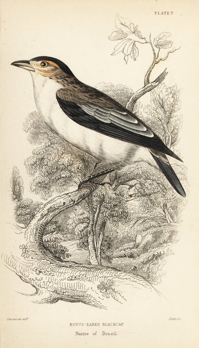 Kara taçlı tityra, Tityra inquisitor (Rufos kulaklı kara şapkalı, Psaris erythrogenys). Sir William Jardine