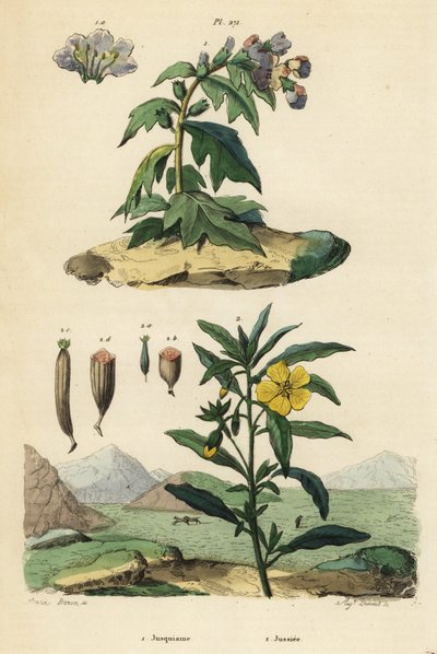 Siyah ban, Hyoscyamus niger 1 ve Perulu çuha çiçeği-söğüt, Ludwigia peruviana 2 by Unbekannt