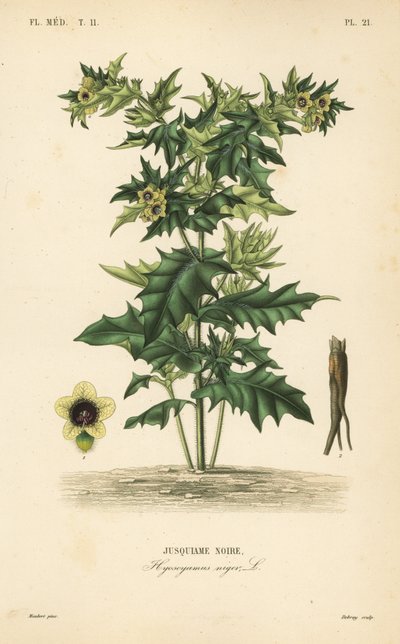 Siyah ban ya da kokuşmuş itüzümü, Hyoscyamus niger, Jusquiame noire by Unbekannt
