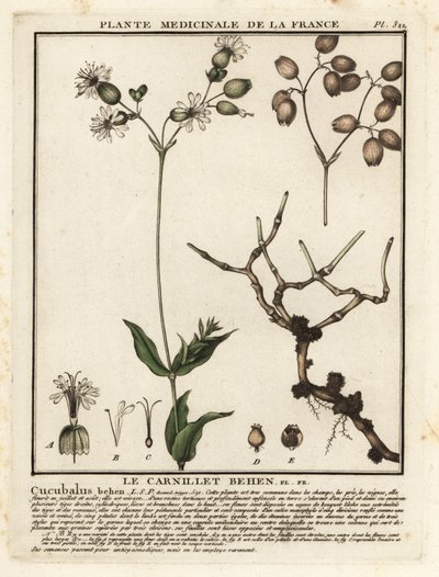 Mesane kampı, Silene vulgaris. by Unbekannter Künstler