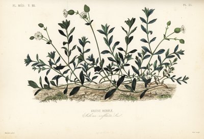 Mesane kampı, Silene vulgaris, Silene inflata, Silene çıkıntıları by Unbekannt