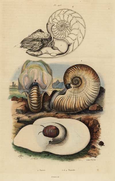 Mesane ay salyangozu, Neverita didyma 1, huysuz nautilus, Nonion umbilicatulum 2 ve odacıklı nautilus, Nautilus pompilius 3,4 by Unbekannt