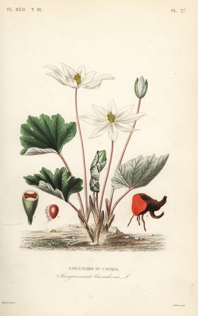 Bloodroot, Sanguinaria canadensis, Kanada Bloodroot by Unbekannt