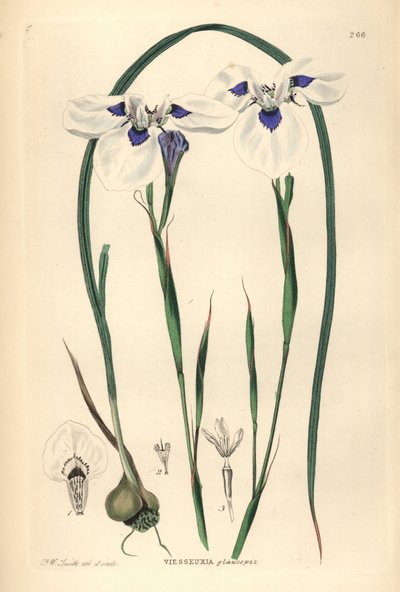 Mavi gözlü Uintjie veya Blouooguintjie, Moraea aristata (Ocellate viesseuxia, Vieusseuxia glaucopis). John Lindley ve Robert Sweet