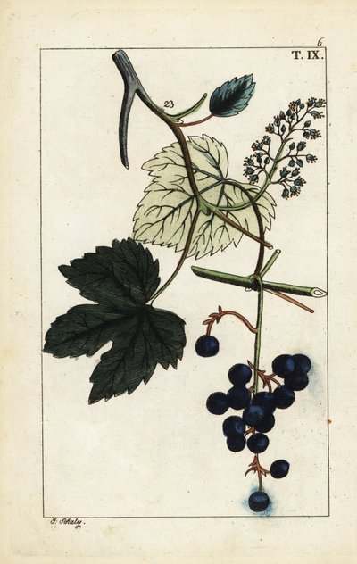 Asmadaki mavi üzüm, Vitis vinifera. by Unbekannter Künstler