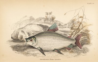Bocachico veya koulimata, Prochilodus rubrotaeniatus (Soluk kırmızı çizgili somon sazanı, Prochilodus rubro-taeniatus). W.H. Lizars