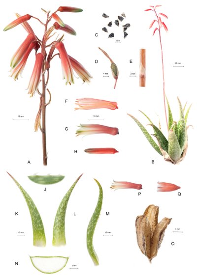 Botanik Kurulu/Aloe/Aloe by Unbekannt