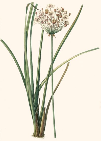 Botanik İllüstrasyon/Rdoute/Butomus umbellatus/Umbelly Butome/Çiçek Bilekliği by Unbekannt