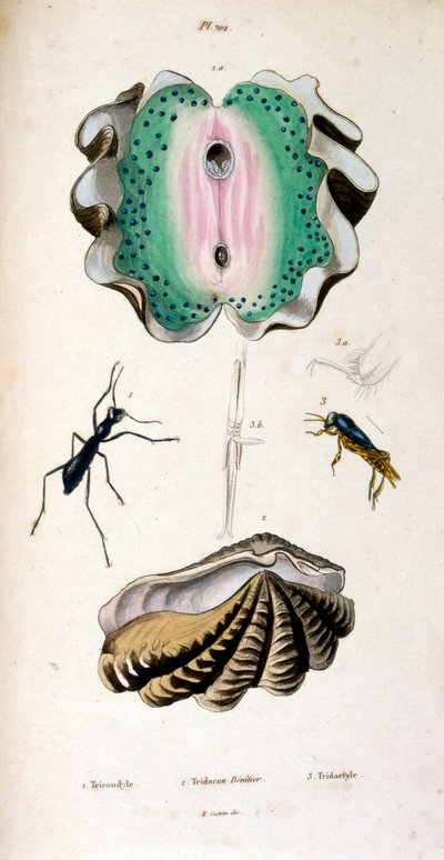 F. E. Guérin
