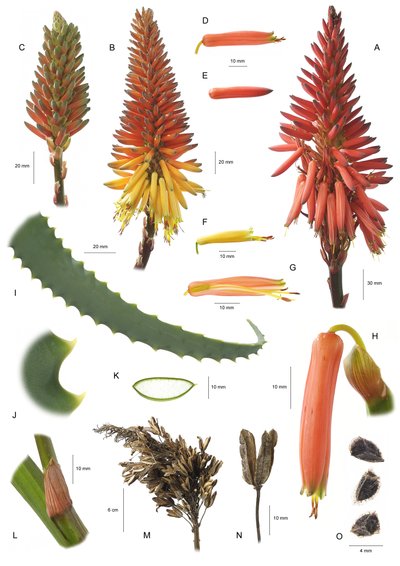Botanik kurulu/Aloe arborescens/Aloe arborescent by Unbekannt
