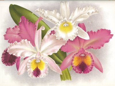 Botanik kurulu/Cattleya labiata/Lindenia by Unbekannt