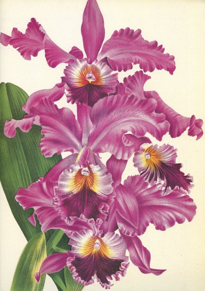 Botanik kurulu/Cattleya labiata var. Perfecta/Lindenia by Unbekannt