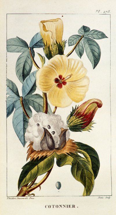 Botanik kurulu/Gossypium sp/Pamuk by Unbekannt