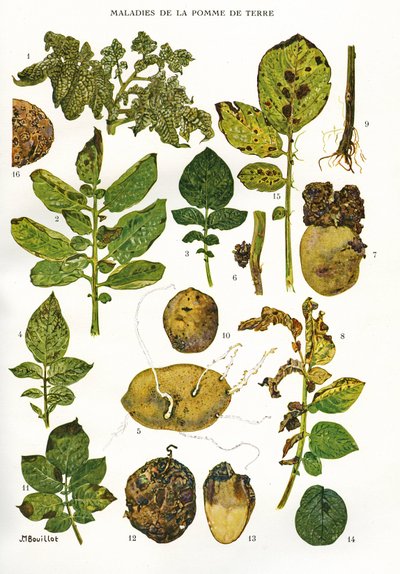 Botanik kurulu/Patates hastalıkları/Solanum tuberosum by Unbekannt