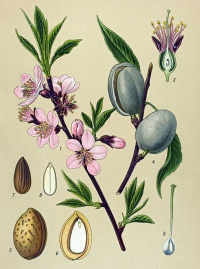 Botanik kurulu. Amygdaline (Badem): Adi badem (Amygdalus communis) by Unbekannter Künstler