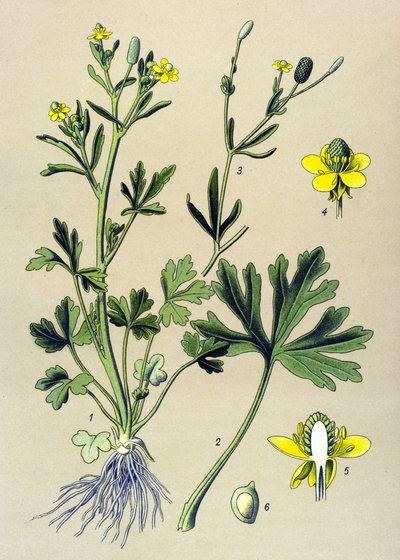 Botanik kurulu. Venöz (toksik): Düğün çiçeği scelerate veya kereviz yaprağı düğün çiçeği (Ranunculus sceleratus) by Unbekannter Künstler