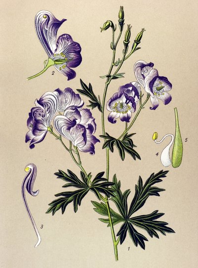Botanik kurulu. Venöz (toksik) ve şifalı bitki: Aconitum variegatum by Unbekannter Künstler