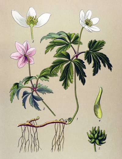 Botanik kurulu. Zehirli (toksik) ve şifalı bitki: Anemone sylvie veya Orman Anemonu (Anemone nemorosa) by Unbekannter Künstler