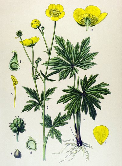 Botanik kurulu. Venöz (zehirli) ve şifalı bitki: Düğünçiçeği (Ranunculus acris) by Unbekannter Künstler