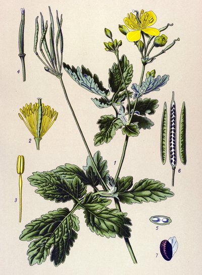 Botanik kurulu. Venöz (toksik) ve şifalı bitki: Chelidoine veya büyük chelidoine (Chelidonium majus) by Unbekannter Künstler