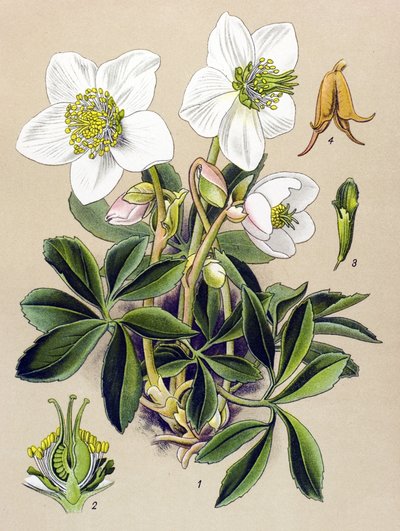Botanik kurulu. Venöz (zehirli) ve şifalı bitki: Noel gülü (Helleborus niger) by Unbekannter Künstler