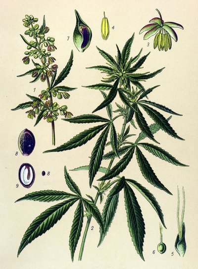 Botanik kurulu. Venöz (toksik) ve şifalı bitki: Kenevir (Cannabis sativa) by Unbekannter Künstler