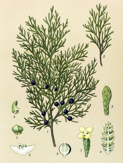Botanik kurulu. Venöz (toksik) ve şifalı bitki: Sabine ardıç (Juniperus sabina) by Unbekannter Künstler