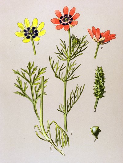 Botanik kurulu. Venöz (toksik) ve şifalı bitki: Summer Adonis (Adonis aestivalis) by Unbekannter Künstler