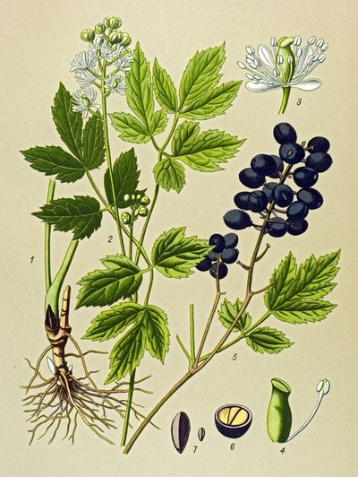 Botanik kurulu. Venöz (toksik) ve şifalı bitki: Summer Adonis (Adonis aestivalis) by Unbekannter Künstler