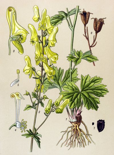 Botanik kurulu. Venöz (toksik) ve şifalı bitki: Kurt öldürücü veya kurt öldürücü (Aconitum lycoctonum) by Unbekannter Künstler