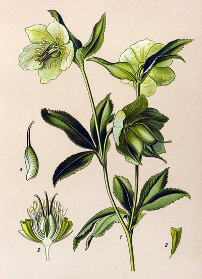 Botanik kurulu. Venöz (zehirli) ve şifalı bitki: yeşil karaca otu (Helleborus viridis) by Unbekannter Künstler
