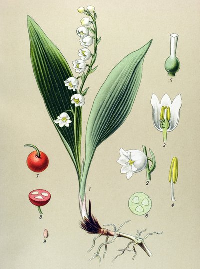 Botanik kurulu. Venöz (zehirli) ve şifalı bitki: vadi zambağı veya vadi zambağı (Convallaria majalis) by Unbekannter Künstler