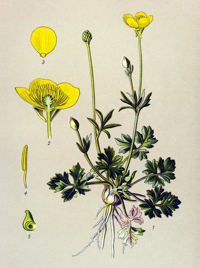 Botanik kurulu. Venöz bitki (zehirli): Soğanlı düğün çiçeği veya altın tomurcuk (Ranunculus bulbosus) by Unbekannter Künstler