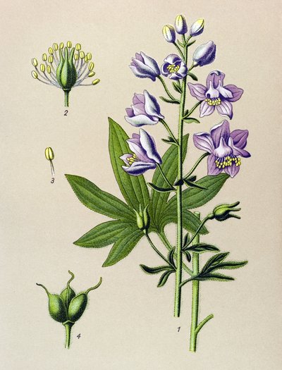 Botanik kurulu. Venöz bitki (toksik): Dolphinella staphysegar (Delphinium staphysagria) by Unbekannter Künstler