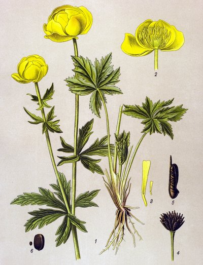 Botanik kurulu. Venöz bitki (zehirli): Avrupa trolü (Trollius europaeus) by Unbekannter Künstler