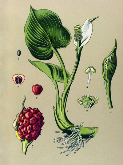 Botanik kurulu. Venöz bitki (toksik): Marsh calla (Calla palustris) by Unbekannter Künstler