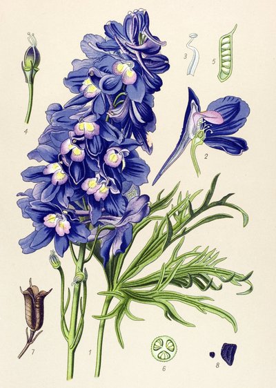Botanik kurulu. Venöz bitki (toksik): yunus veya toygar ayakları (Delphinium grandiflorum) by Unbekannter Künstler
