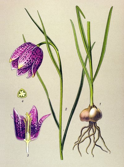 Botanik kurulu. Venöz bitki (zehirli): beç tavuğu veya “beç tavuğu” (Fritillaria meleagris) by Unbekannter Künstler