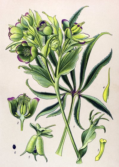 Botanik kurulu. Venöz bitki (toksik): karaca otu fetid veya ellebore fetid (Helleborus foetidus) by Unbekannter Künstler