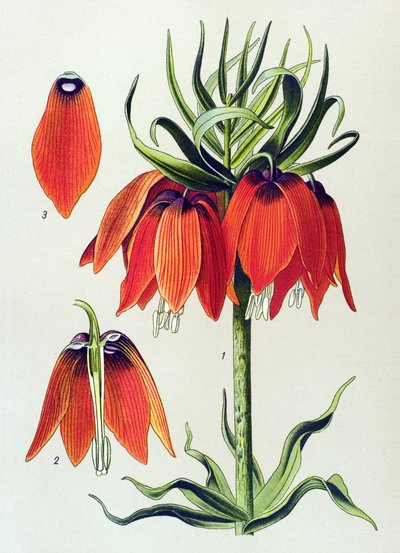 Botanik kurulu. Venöz bitki (zehirli): Imperiale fritillaria Imperialis by Unbekannter Künstler