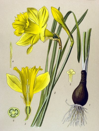 Botanik kurulu Venenöz bitki (zehirli): sarı nergis (Narcissus pseudonarcissus) by Unbekannter Künstler