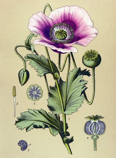 Botanik kurulu. Venöz (zehirli) ve tıbbi bitki: uyuyan haşhaş (Papaver somniferum) by Unbekannter Künstler